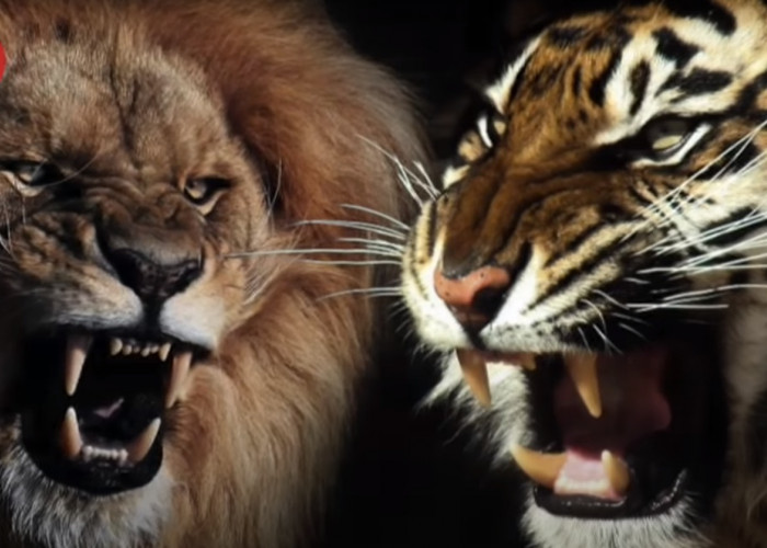 Mengapa Singa Disebut Raja Hutan Bukan Harimau? Ini Jawabannya