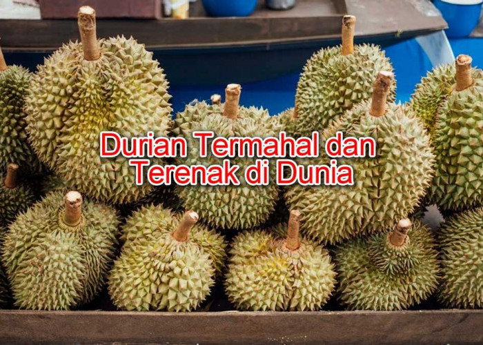 5 Durian Termahal dan Terenak di Dunia, Salah Satunya dari Indonesia, Namanya Unik, Soal Rasa Boleh Diadu!