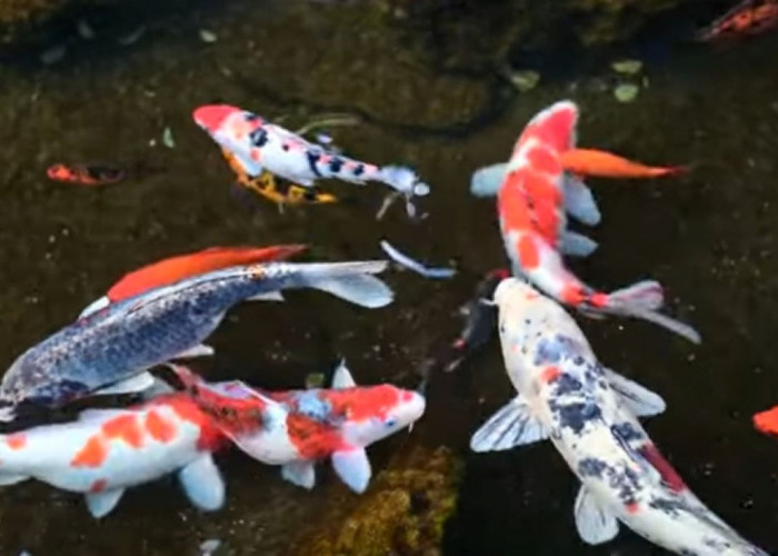 Tips Jitu Budidaya Ikan Hias Koi, Pastikan Memilih Indukan Berkualitas!