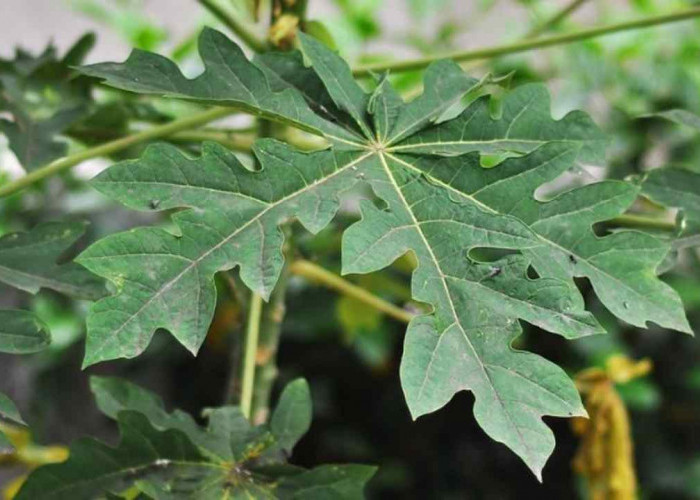 Pahit Tapi Sakti! Ini Deretan Manfaat Daun Pepaya yang Jarang Diketahui