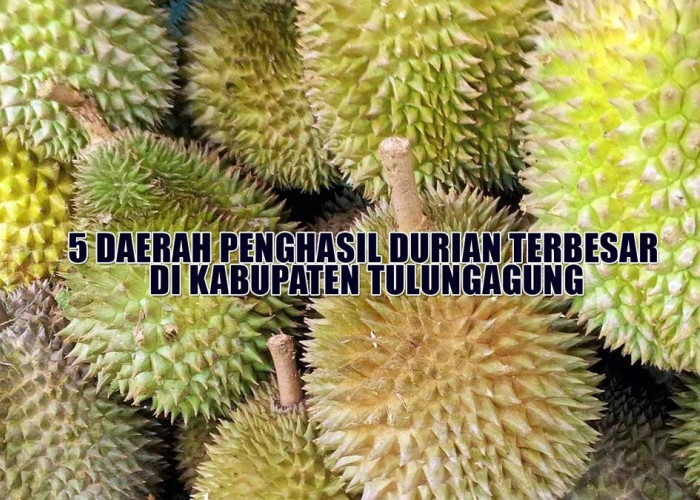 5 Daerah Penghasil Durian Terbesar di Kabupaten Tulungagung, Besuki Bukan Juaranya, Tapi?