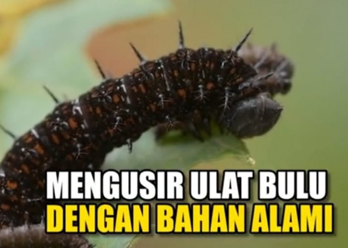 4 Cara Alami Mengusir Ulat Bulu dari Tanaman dan Cara Penggunaannya