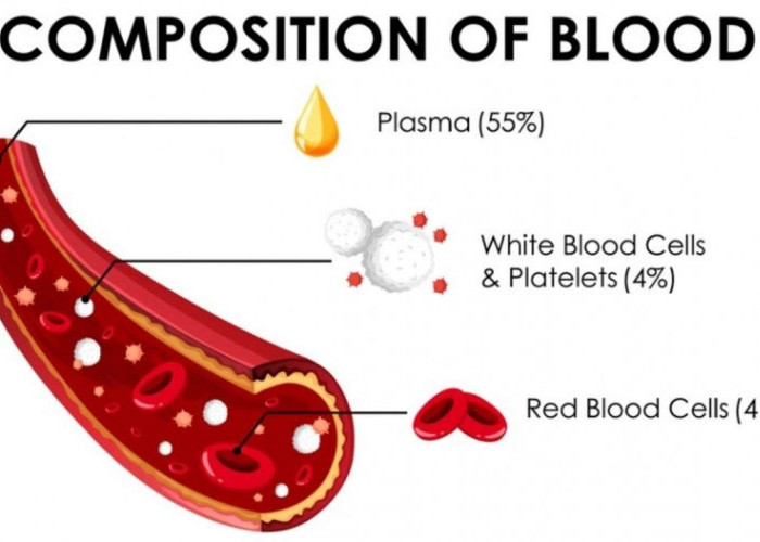 5 Cara Membersihkan Pembuluh Darah Tanpa Obat, Nomor 4 Membuat Tubuh Lebih Baik