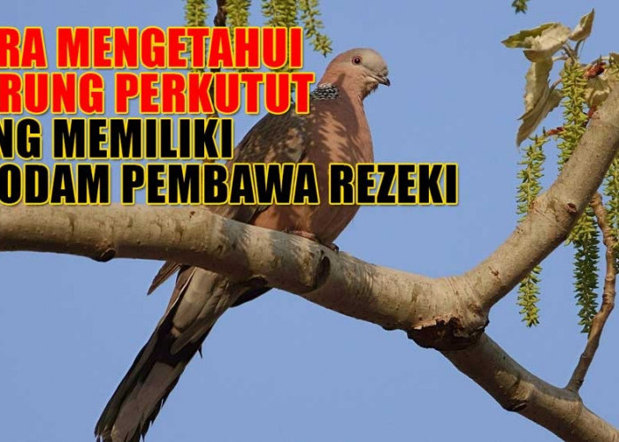 3 Cara Mudah Mengetahui Burung Perkutut Menyimpan Khodam Pembawa Rezeki, Salah Satunya Lewat Mimpi 