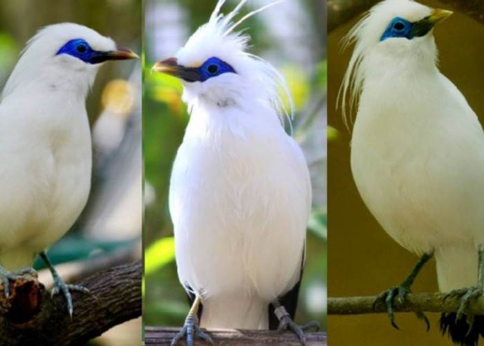 Diburu Pecinta Burung, Satwa Endemik Bali Ini  Kecantikannya Gak Kaleng-kaleng