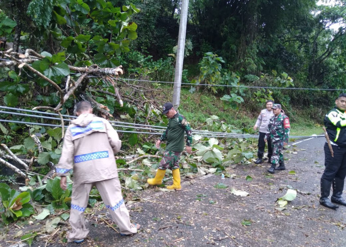 Jalan Lahat-Pagaralam Tertutup Pohon Tumbang, ini Yang Dilakukan Babinsa Pulau Pinang 