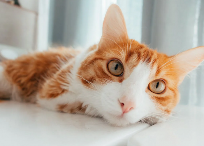 Penyebab Kucing Suka Menggigit Leher Kucing Lain, Alasannya Karena Hal Ini