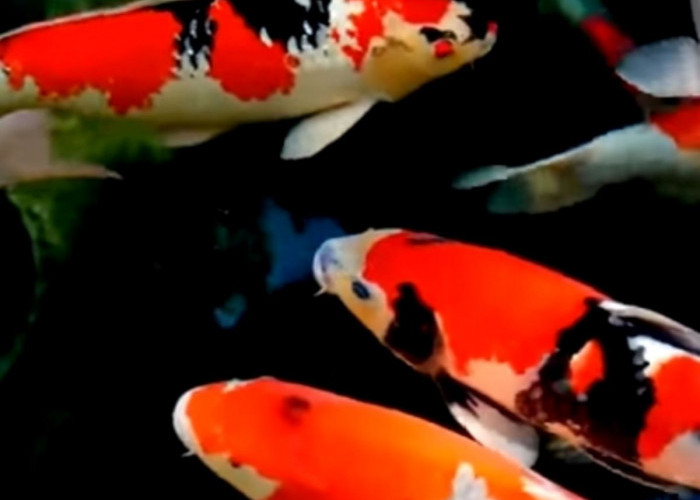 Berikut Ini Cara Budidaya Ikan Hias Koi Bagi Pemula, yuk Disimak   