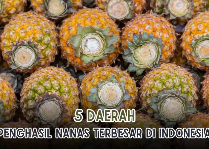4 Daerah Ini Penghasil Nanas Terbesar di Indonesia, Lampung Juaranya, Prabumulih Nomor Berapa?