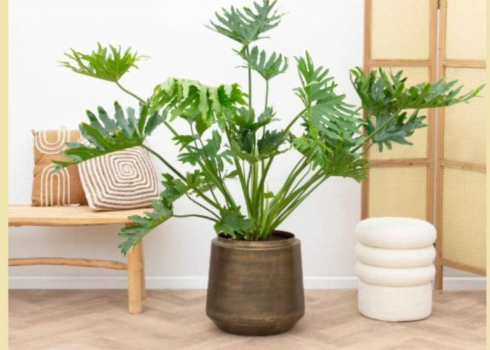 Tanaman Hias Unik Ini Wajib Ada Saat Lebaran, Simpel Tapi Bikin Rumah Mewah!