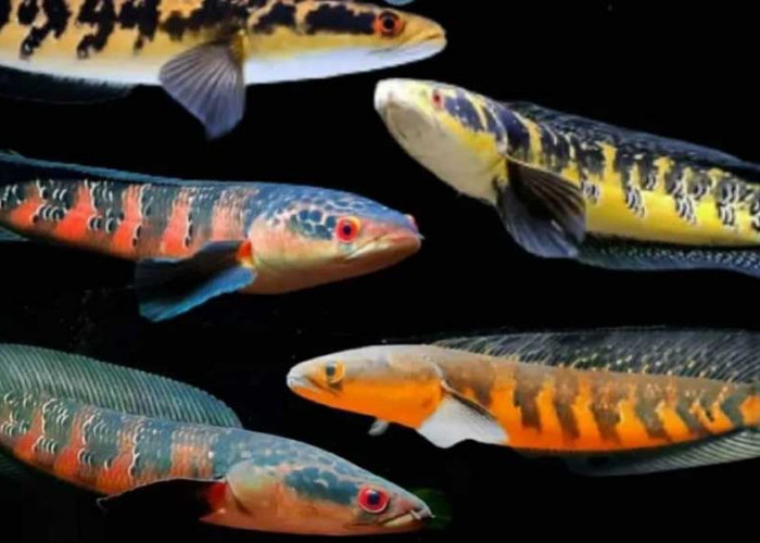7 Jenis Ikan Hias Channa dengan Corak Menawan dan Harga Fantastis, Nomor 3 Keindahan Motif Garis Hitam