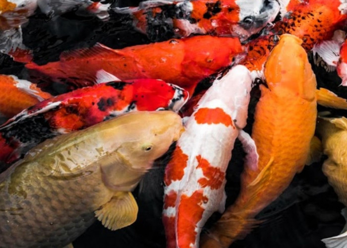 Sejumlah Fakta Menarik tentang Ikan Koi, Pembawa Keberuntungan dan Bisa Bertahan Hidup Sampai 20 Tahun