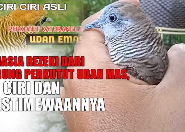 Rahasia Rezeki dari Burung Perkutut Udan Mas, Ini Ciri dan Keistimewaannya