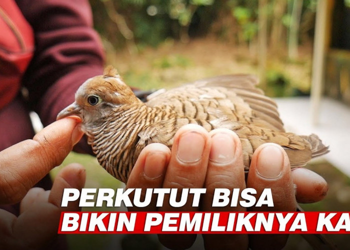 Mengenal Perkutut Katuranggan Udan Mas, Dipercaya Bikin Pemiliknya Berlimpah Rezeki Bak Air Bah, Ini Cirinya! 