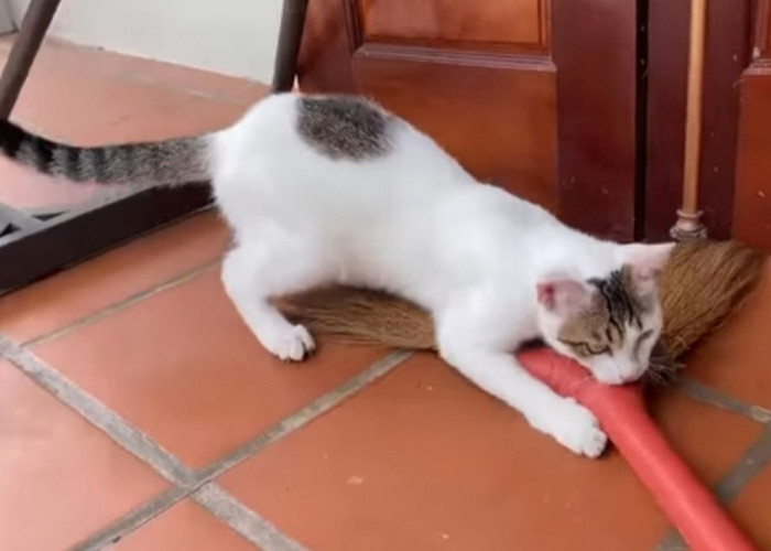 3 Cara Jitu Mengatasi Kucing Supaya Tidak Menggigiti Barang di Rumah 
