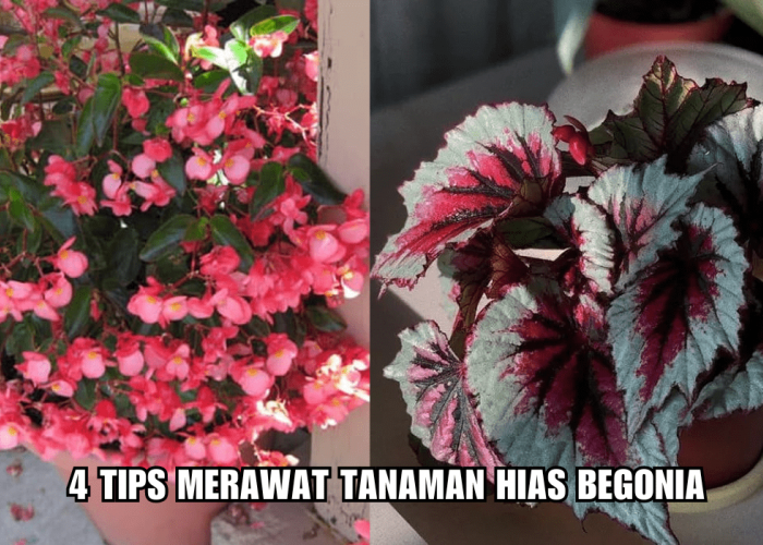 Agar Tumbuh Subur, Simak 4 Tips Merawat Tanaman Hias Begonia Ini, Si Cantik yang Memikat Hati!