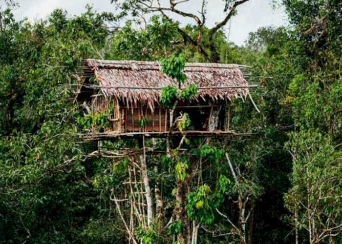 Unik dan Keren, Ini Lho Rumah Pohon Suku Korowai di Hutan Papua yang Menakjubkan