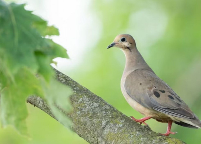 Catat! Ini 11 Tanda Burung Perkutut yang Dilarang Untuk Dipelihara, Buruan Cek Peliharaan Anda