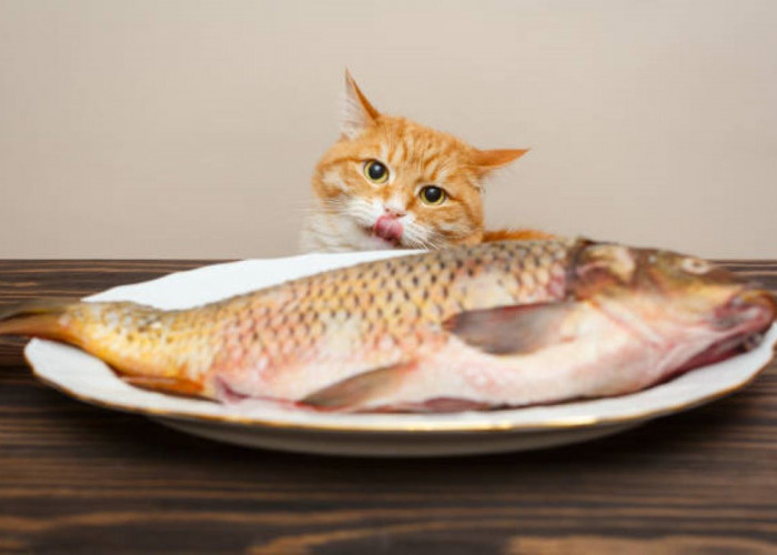 STOP! 7 Makanan Ini Berbahaya Bagi Kucing, Nomor 1 Berakibat Kejang-Kejang