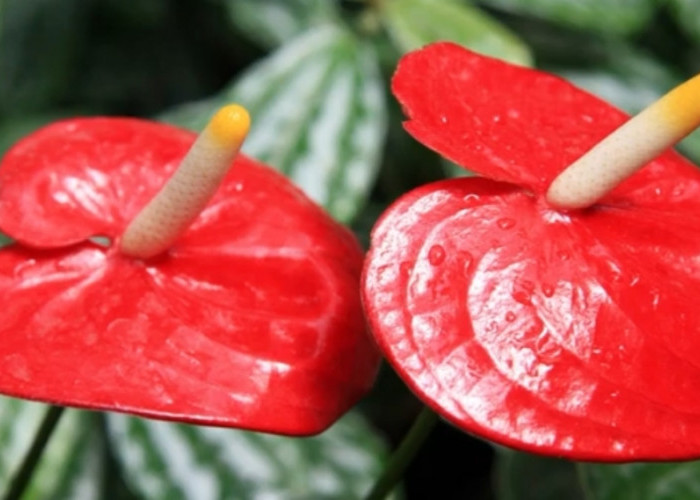 7 Jenis Tanaman Hias Anthurium Paling Populer di Indonesia, Ada Berwarna Merah Terang 