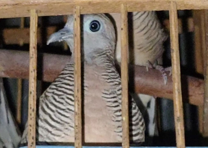 Calon Pemimpin Masa Depan Wajib Baca!, Ini 5 Jenis Burung Perkutut Paling Cocok Anda Pelihara