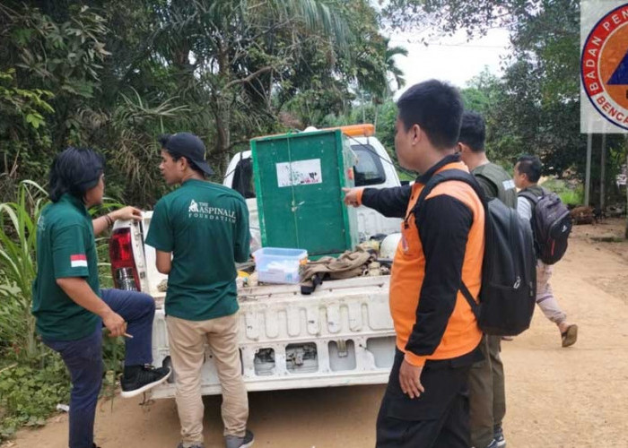 BPBD Muba Evakuasi Seekor Siamang di Desa Keramat Jaya,  Begini Prosesnya
