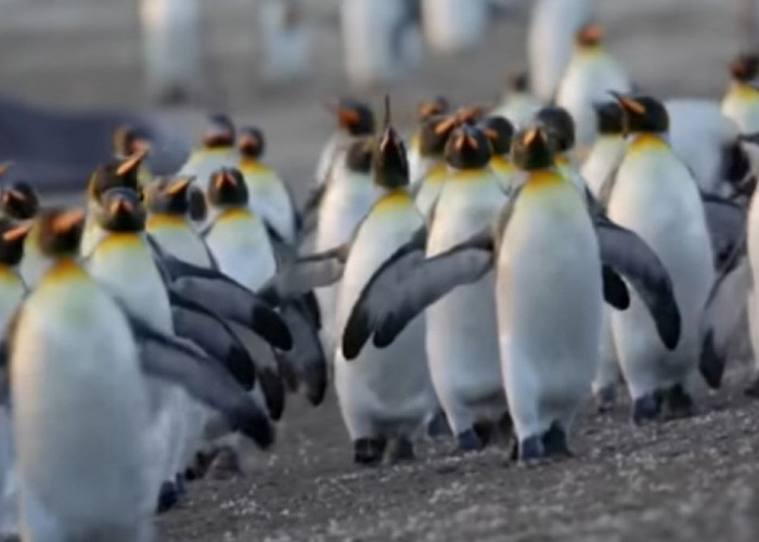 7 Fakta Unik Pinguin, Lapisan Lemak Tubuhnya Bisa Jadi Sumber Energi