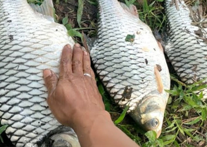 4 Jenis Umpan Ikan Tawes Paling Jitu, Nomor 5 Banyak di Sawah 