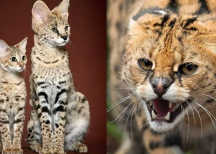 5 Ras Kucing yang Mirip Harimau dan Macan Tutul, Aman Dipelihara di Rumah