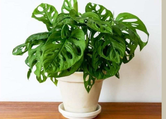 Bukan Sekadar Hiasan, Tanaman Ini Ternyata Bisa Ubah Rumah Jadi Tropis dan Sehat