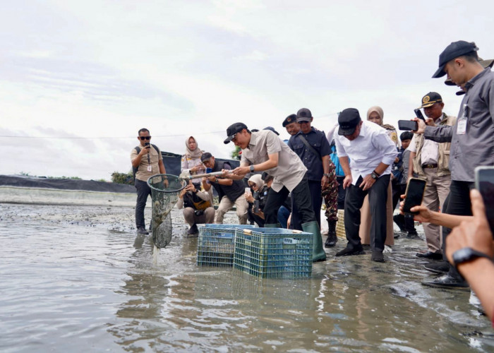 Gubernur Sumsel Bantu Pasokan Listrik Tambak Udang di OKI