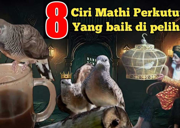 8 Burung Perkutut dengan Ciri Mathi yang Baik untuk Dipelihara, Dipercaya Bawa Rezeki dan Keberuntungan