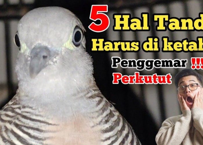 5 Hal Tanda yang Harus Diketahui Penggemar Perkutut, Nomor 1 Paling Diinginkan!