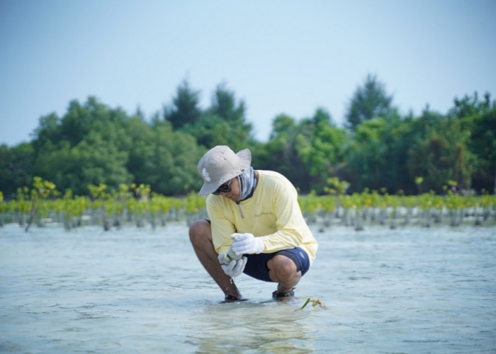 Dukung Mitigasi Perubahan Iklim, Pertamina Hulu Indonesia Tanam Mangrove di Kepulauan Seribu