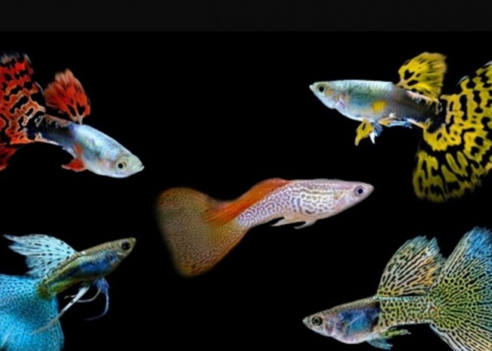 Inilah 9 Jenis Ikan Hias Guppy Paling Disukai Kolektor, Sangat Cocok di Aquarium Anda