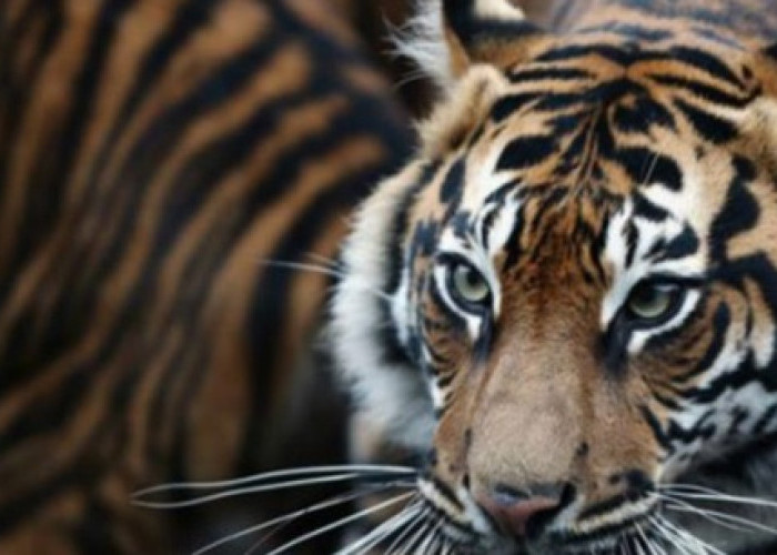  Ada Jejak Harimau Sumatera di Kawasan Perbatasan Sumsel