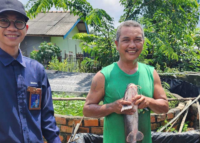 Bangkit Dari Keterpurukan, Usaha Ternak Lele Binaan Bukit Asam Kini Mendulang Sukses