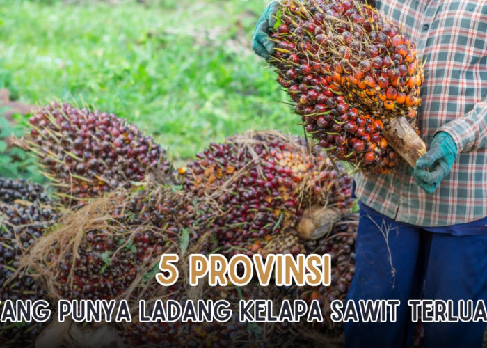 5 Provinsi Penghasil Ladang Kelapa Sawit Terluas yang Ada di Indonesia, Sumsel Masuk Daftar