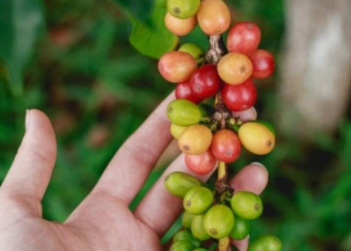 Silahkan Dicoba! Ternyata Ini 8 Manfaat Kopi Bagi Kesehatan Rambut Anda