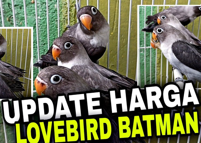 Harga Tembus Jutaan Rupiah, Inilah Alasan Burung Lovebird Batman Mahal dan Sangat Dicari Kolektor