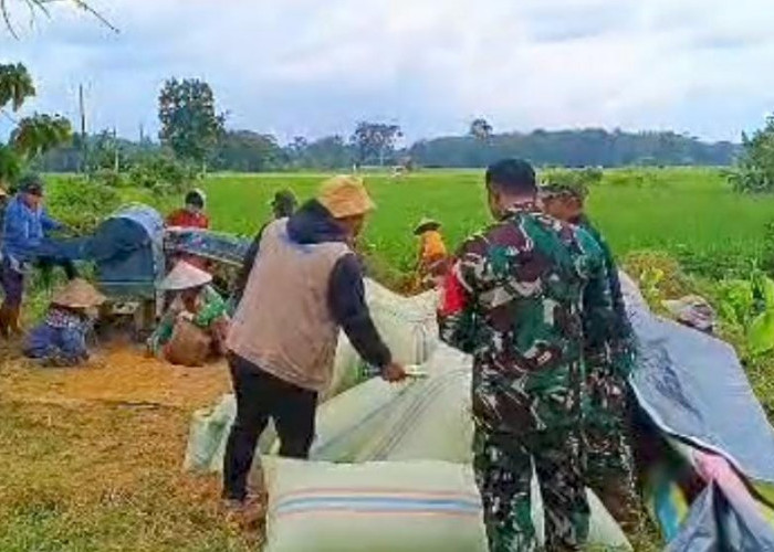 Bulog Lubuklinggau Serap 720 Ton Gabah Petani Musi Rawas di Awal 2026