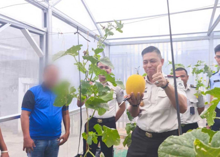 Petik Hasil Kebun Green House Sebanyak 67 Kg, Rutan Baturaja Sukses Gelar Panen Raya Buah Melon Segar