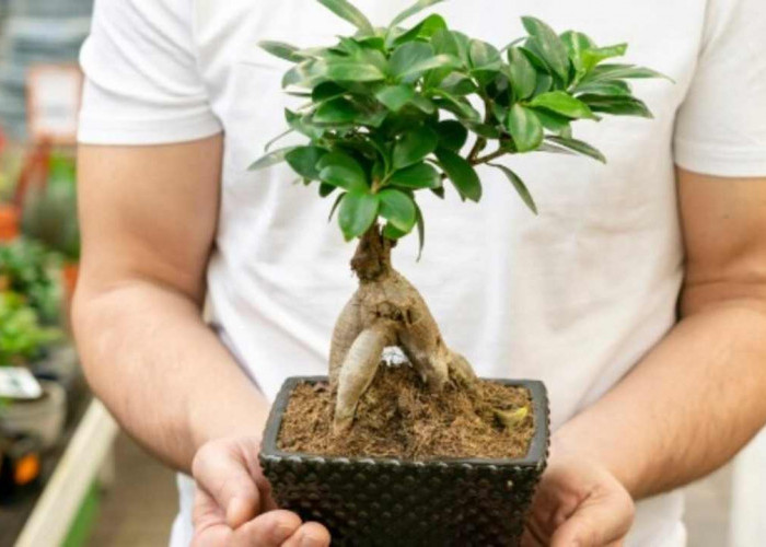 Bukan Sekadar Hobi, Ini 5 Tanaman Hias Bernilai Jual Tinggi