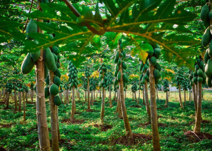 7 Manfaat Mengkonsumsi Pepaya Muda, Nomor 3 Menjaga Kesehatan Kulit