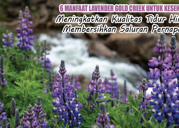 6 Manfaat Lavender Gold Creek untuk Kesehatan, Meningkatkan Kualitas Tidur Hingga Bersihkan Saluran Pernapasan
