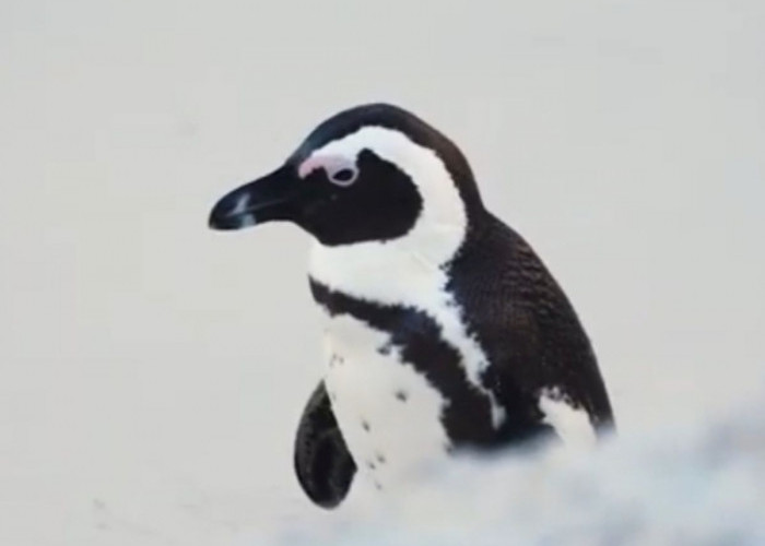 Berikut Ini Cara Pinguin Beradaptasi, Nomor 3 Pakai Kaki dan Sirip 