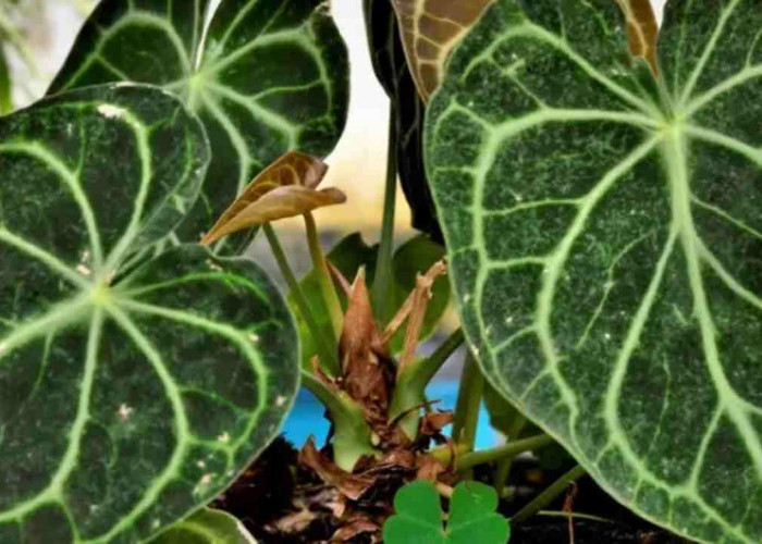 Pecinta Tanaman Hias Wajib Punya Kuping Gajah, Ini Alasannya!