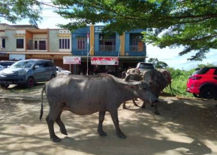 Kerbau Masih Berkeliaran di Lokasi Pemkab Muratara, Sosialisasi Nihil Hasil