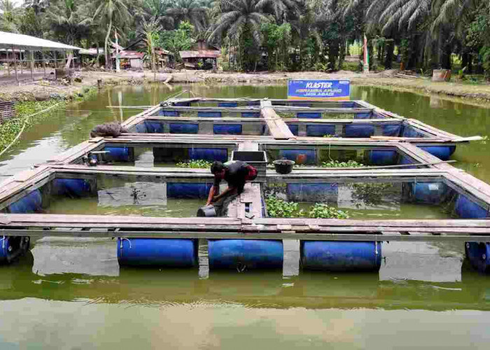 Terus Bergeliat, Pemberdayaan BRI Ungkit Perekonomian Desa Empang Baru