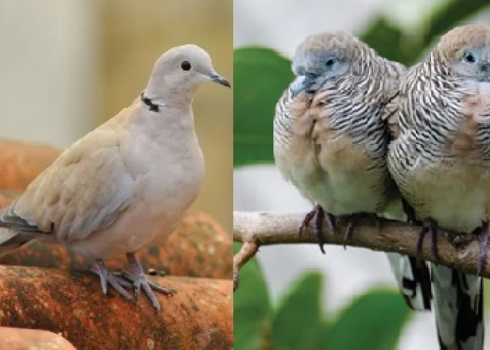 Pelihara Burung Kecil Ini, Konon Bisa Tingkatkan Karisma dan Kehormatanmu  